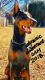 Doberman Pinscher Puppies for sale in MA-25, Bourne, MA, USA. price: $3,000