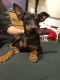 Doberman Pinscher Puppies for sale in Antioch, CA, USA. price: NA