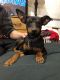 Doberman Pinscher Puppies for sale in Antioch, CA, USA. price: NA