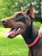 Doberman Pinscher Puppies for sale in Champion Heights, OH 44483, USA. price: NA