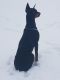Doberman Pinscher Puppies for sale in Brownstown Charter Twp, MI, USA. price: NA