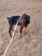 Doberman Pinscher Puppies for sale in Nocona, TX 76255, USA. price: $450