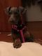 Doberman Pinscher Puppies for sale in Industry, PA, USA. price: NA