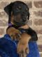 Doberman Pinscher Puppies for sale in Elizabeth, WV 26143, USA. price: $1,000