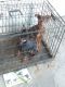 Doberman Pinscher Puppies for sale in Selma, CA 93662, USA. price: $150