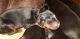 Doberman Pinscher Puppies for sale in FL-436, Orlando, FL, USA. price: NA