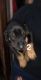 Doberman Pinscher Puppies for sale in Richmond, IN 47374, USA. price: NA