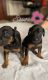 Doberman Pinscher Puppies for sale in North Adams, MA 01247, USA. price: $1,300