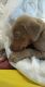 Doberman Pinscher Puppies for sale in DeLand, FL, USA. price: $1,000