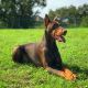 Doberman Pinscher Puppies for sale in Doniphan, MO 63935, USA. price: $1,500