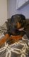Doberman Pinscher Puppies for sale in Arlington, TX 76011, USA. price: $500