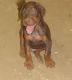 Doberman Pinscher Puppies for sale in Temecula, CA, USA. price: NA