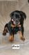 Doberman Pinscher Puppies for sale in Dresden, OH 43821, USA. price: NA