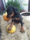 Doberman Pinscher Puppies for sale in Thrall, TX 76578, USA. price: $800