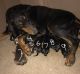 Doberman Pinscher Puppies for sale in Lancaster, CA, USA. price: NA
