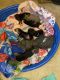 Doberman Pinscher Puppies for sale in Bristol, VA, USA. price: NA