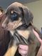 Doberman Pinscher Puppies for sale in SUGARCRK TWP, OH 45385, USA. price: NA