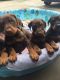 Doberman Pinscher Puppies for sale in Riverside, CA, USA. price: $500