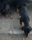 Doberman Pinscher Puppies for sale in Sanger, CA 93657, USA. price: $300