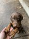 Doberman Pinscher Puppies for sale in New Brighton, MN 55112, USA. price: NA