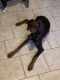 Doberman Pinscher Puppies for sale in 15 Vine St, New Bedford, MA 02740, USA. price: $300