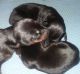 Doberman Pinscher Puppies for sale in Sligo, PA 16255, USA. price: $600