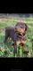 Doberman Pinscher Puppies for sale in Conroe, TX, USA. price: $350