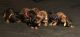 Doberman Pinscher Puppies for sale in 1984 Palmer Dr, Melbourne, FL 32935, USA. price: NA