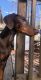 Doberman Pinscher Puppies for sale in Red Lion, PA, USA. price: NA