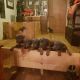 Doberman Pinscher Puppies for sale in Union, WV 24983, USA. price: $800