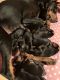 Doberman Pinscher Puppies for sale in Hortonville, WI 54944, USA. price: $1,000