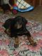Doberman Pinscher Puppies for sale in New Houlka, MS 38850, USA. price: NA