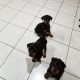 Doberman Pinscher Puppies for sale in San Pablo, CA, USA. price: $800