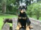 Doberman Pinscher Puppies for sale in Bakersville, NC 28705, USA. price: $500