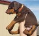 Doberman Pinscher Puppies for sale in Elgin, OK 73538, USA. price: NA