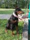 Doberman Pinscher Puppies for sale in Peoria, IL, USA. price: NA