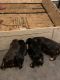 Doberman Pinscher Puppies for sale in Arlington, TX, USA. price: $1,000