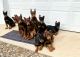 Doberman Pinscher Puppies for sale in Little Rock, AR, USA. price: NA