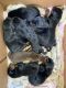 Doberman Pinscher Puppies for sale in San Bernardino, CA 92404, USA. price: $750
