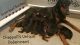 Doberman Pinscher Puppies for sale in Rockingham, NC 28379, USA. price: $1,200