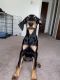 Doberman Pinscher Puppies for sale in Bloomington, IN, USA. price: NA