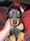 Doberman Pinscher Puppies for sale in Monroe City, MO 63456, USA. price: NA