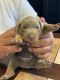 Doberman Pinscher Puppies for sale in Bakersfield, CA 93311, USA. price: NA