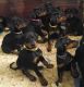 Doberman Pinscher Puppies for sale in Chicago, IL, USA. price: NA