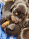 Doberman Pinscher Puppies for sale in Queen Creek, AZ, USA. price: NA