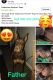 Doberman Pinscher Puppies for sale in Columbus, OH, USA. price: $700