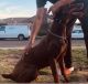 Doberman Pinscher Puppies for sale in Madera, CA, USA. price: NA