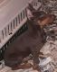 Doberman Pinscher Puppies for sale in Dix Hills, NY, USA. price: NA