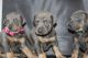 Doberman Pinscher Puppies for sale in Columbus, OH, USA. price: NA