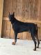 Doberman Pinscher Puppies for sale in Tipton, MO 65081, USA. price: NA